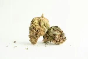 a couple of pieces a couple of pieces of marijuana sitting on top of each other